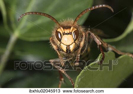 Stock Image - "Hornet (Vespa crabro), Untergroeningen, Baden-Wuerttemberg, Germany, Europe". Fotosearch