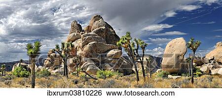 "Horror Rocks with Joshua Trees or Palm Tree Yuccas (Yucca brevifolia), Joshua Tree National Park, Desert Center, California, USA" View Large Photo Image Stock Photograph - "Horror Rocks with Joshua Trees or Palm Tree Yuccas (Yucca brevifolia), Joshua Tree National Park, Desert Center, California, USA". Fotosearch