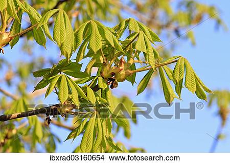 "Horse Chestnut (Aesculus hippocastanum), foliation, Slavonia, Croatia, Europe" View Large Photo Image Picture - "Horse Chestnut (Aesculus hippocastanum), foliation, Slavonia, Croatia, Europe". Fotosearch