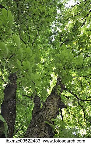 "Horse Chestnut (Aesculus hippocastanum), Oberrusselbach, Upper Franconia, Bavaria, Germany, Europe" View Large Photo Image Stock Image - "Horse Chestnut (Aesculus hippocastanum), Oberrusselbach, Upper Franconia, Bavaria, Germany, Europe". Fotosearch