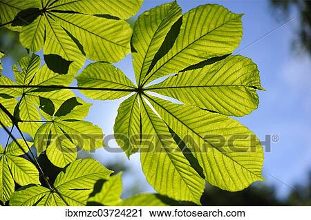 "Horse Chestnut (Aesculus hippocastanum) leaves with backlighting, Salzburg, Salzburg State, Austria, Europe" View Large Photo Image Stock Image - "Horse Chestnut (Aesculus hippocastanum) leaves with backlighting, Salzburg, Salzburg State, Austria, Europe". Fotosearch