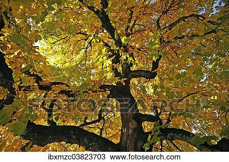 "Horse-chestnut (Aesculus hippocastanum) with autumnal colours, Bad Oberdorf, Oberallgau, Bavaria, Germany, Europe" View Large Photo Image Stock Image - "Horse-chestnut (Aesculus hippocastanum) with autumnal colours, Bad Oberdorf, Oberallgau, Bavaria, Germany, Europe". Fotosearch