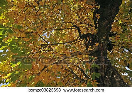 "Horse-chestnut (Aesculus hippocastanum) with autumnal colours, Bad Oberdorf, Oberallgau, Bavaria, Germany, Europe" View Large Photo Image Stock Photo - "Horse-chestnut (Aesculus hippocastanum) with autumnal colours, Bad Oberdorf, Oberallgau, Bavaria, Germany, Europe". Fotosearch
