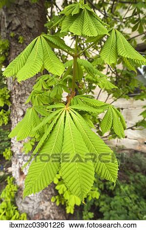 "Horse-chestnut (Aesculus hippocastanum), young leaves, Bavaria, Germany, Europe" View Large Photo Image Stock Photograph - "Horse-chestnut (Aesculus hippocastanum), young leaves, Bavaria, Germany, Europe". Fotosearch