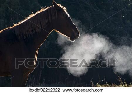 "Horse, condensation of breath, South Africa, Africa" View Large Photo Image Stock Image - "Horse, condensation of breath, South Africa, Africa". Fotosearch