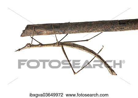 Stock Image - "Horse Head Grasshopper (Pseudoproscopia latirostris), Tambopata Nature Reserve, Madre de Dios Region, Peru, South America". Fotosearch
