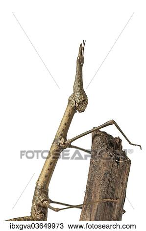 "Horse Head Grasshopper (Pseudoproscopia latirostris), Tambopata Nature Reserve, Madre de Dios Region, Peru, South America" View Large Photo Image Stock Image - "Horse Head Grasshopper (Pseudoproscopia latirostris), Tambopata Nature Reserve, Madre de Dios Region, Peru, South America". Fotosearch