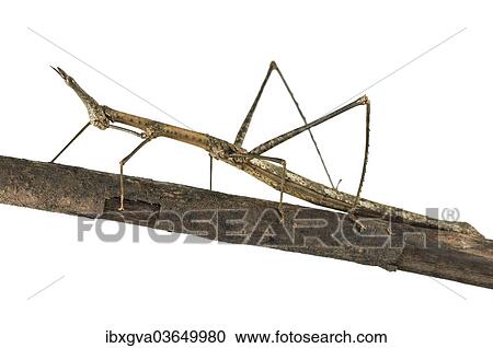 "Horse Head Grasshopper (Pseudoproscopia latirostris), Tambopata Nature Reserve, Madre de Dios Region, Peru, South America" View Large Photo Image Stock Image - "Horse Head Grasshopper (Pseudoproscopia latirostris), Tambopata Nature Reserve, Madre de Dios Region, Peru, South America". Fotosearch