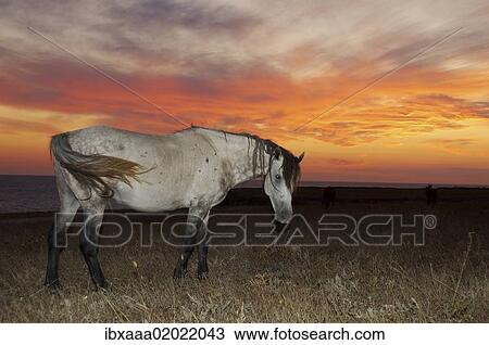 "Horse in the steppe at sunset, Cape Tarhankut, Tarhan Qut, Crimea, Ukraine, Eastern Europe, Europe" View Large Photo Image Stock Image - "Horse in the steppe at sunset, Cape Tarhankut, Tarhan Qut, Crimea, Ukraine, Eastern Europe, Europe". Fotosearch