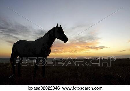 "Horse in the steppe at sunset, Cape Tarhankut, Tarhan Qut, Crimea, Ukraine, Eastern Europe, Europe" View Large Photo Image Stock Photograph - "Horse in the steppe at sunset, Cape Tarhankut, Tarhan Qut, Crimea, Ukraine, Eastern Europe, Europe". Fotosearch
