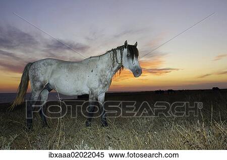 "Horse in the steppe at sunset, Cape Tarhankut, Tarhan Qut, Crimea, Ukraine, Eastern Europe, Europe" View Large Photo Image Stock Photography - "Horse in the steppe at sunset, Cape Tarhankut, Tarhan Qut, Crimea, Ukraine, Eastern Europe, Europe". Fotosearch