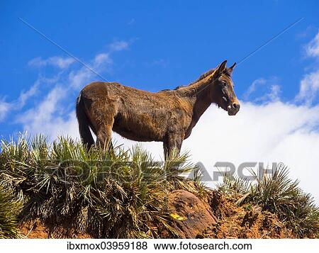 "Horse on a path in the Atlas Mountains, Anammer, Ourika Valley, Marrakech-Tensift-Al Haouz, Morocco, Africa" View Large Photo Image Stock Photo - "Horse on a path in the Atlas Mountains, Anammer, Ourika Valley, Marrakech-Tensift-Al Haouz, Morocco, Africa". Fotosearch