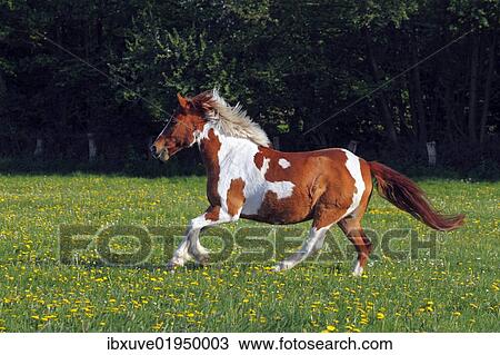 "Horse running in a paddock, Lewitzer Pony, Lewitzer Pinto (Equus przewalskii f. caballus)" View Large Photo Image Stock Image - "Horse running in a paddock, Lewitzer Pony, Lewitzer Pinto (Equus przewalskii f. caballus)". Fotosearch