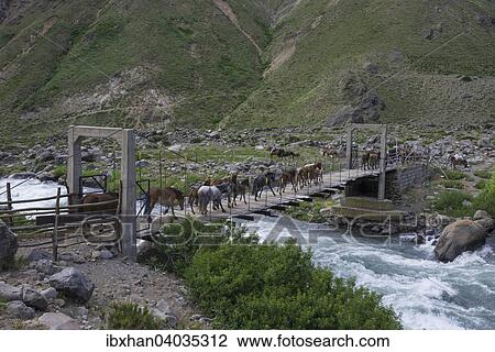 "Horses are driven over a suspension bridge, Maule Valley, San Clemente, Maule, Chile, South America" View Large Photo Image Stock Image - "Horses are driven over a suspension bridge, Maule Valley, San Clemente, Maule, Chile, South America". Fotosearch