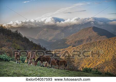 Stock Image - "Horses at sunrise on mount Strega, Apennines, Marche, Italy, Europe". Fotosearch