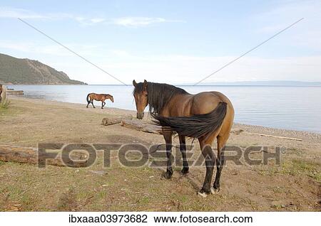 "Horses in front of Lake Baikal, Bolshiye Koty, Siberia, Russia, Europe" View Large Photo Image Stock Image - "Horses in front of Lake Baikal, Bolshiye Koty, Siberia, Russia, Europe". Fotosearch