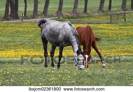 "Horses on a pasture, Thuringia, Germany, Europe" View Large Photo Image Stock Image - "Horses on a pasture, Thuringia, Germany, Europe". Fotosearch