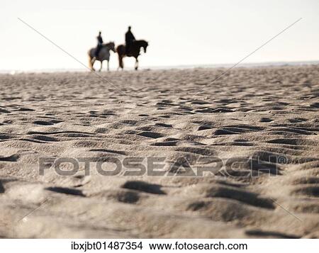 "Horses on the beach, Langeoog Island, East Friesland, Lower Saxony, Germany, Europe" View Large Photo Image Picture - "Horses on the beach, Langeoog Island, East Friesland, Lower Saxony, Germany, Europe". Fotosearch
