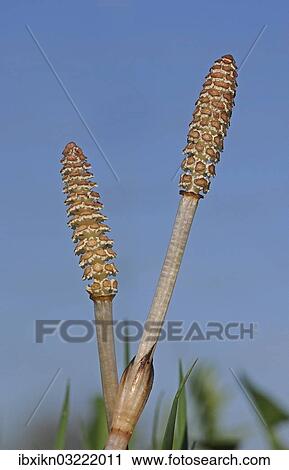 "Horsetail (Equisetum arvense), Schleswig-Holstein, Germany, Europe" View Large Photo Image Stock Image - "Horsetail (Equisetum arvense), Schleswig-Holstein, Germany, Europe". Fotosearch