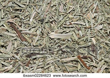 "Horsetail tea, organic tea" View Large Photo Image Stock Image - "Horsetail tea, organic tea". Fotosearch