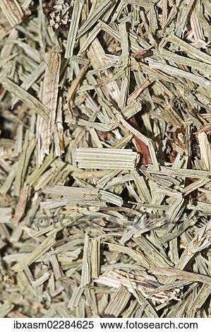 "Horsetail tea, organic tea" View Large Photo Image Stock Photography - "Horsetail tea, organic tea". Fotosearch