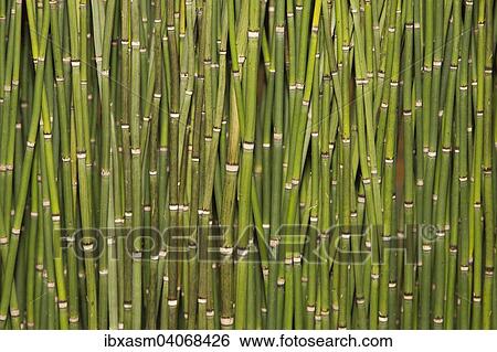 Stock Photograph - Horsetails (Equisetum). Fotosearch
