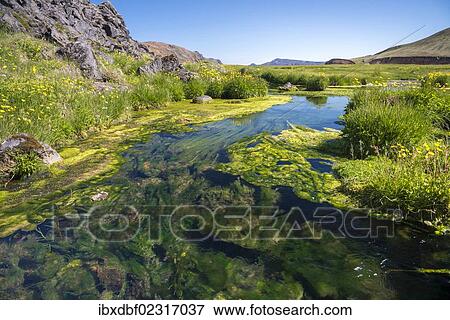 "Hot creed with algae and minerals, Landmannalaugar, Fjallabak Nature Reserve, Highlands, Iceland, Europe" View Large Photo Image Stock Photo - "Hot creed with algae and minerals, Landmannalaugar, Fjallabak Nature Reserve, Highlands, Iceland, Europe". Fotosearch