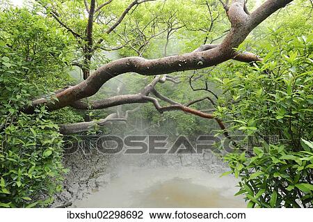 Stock Image - "Hot mud springs, Rincon de la Vieja National Park, Guanacaste, Costa Rica, South America, North America". Fotosearch