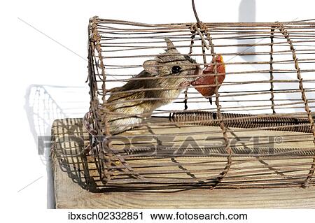 "House mouse (Mus musculus), in a live-trap feeding on bait" View Large Photo Image Stock Image - "House mouse (Mus musculus), in a live-trap feeding on bait". Fotosearch