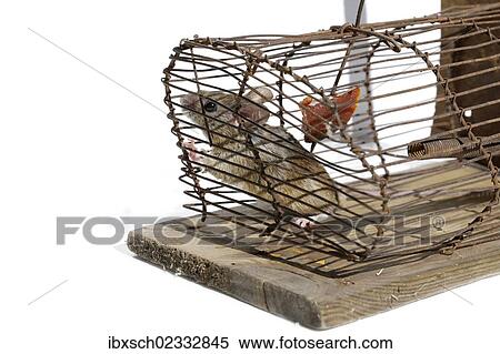 "House mouse (Mus musculus), in a live-trap feeding on bait" View Large Photo Image Stock Photography - "House mouse (Mus musculus), in a live-trap feeding on bait". Fotosearch