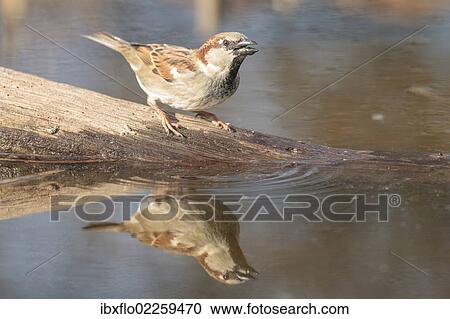 "House Sparrow (Passer domesticus), by the water, Limburg an der Lahn, Hesse, Germany, Europe" View Large Photo Image Stock Image - "House Sparrow (Passer domesticus), by the water, Limburg an der Lahn, Hesse, Germany, Europe". Fotosearch