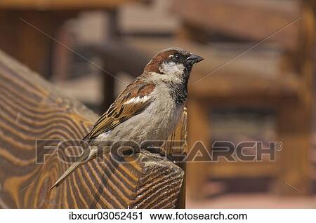 "House Sparrow (Passer domesticus), Moskau, Russia, Europe" View Large Photo Image Stock Image - "House Sparrow (Passer domesticus), Moskau, Russia, Europe". Fotosearch