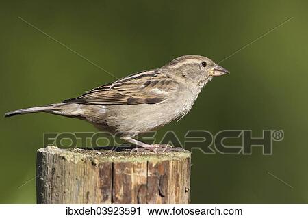 "House Sparrow (Passer domesticus), female, Allgau, Bavaria, Germany, Europe" View Large Photo Image Stock Image - "House Sparrow (Passer domesticus), female, Allgau, Bavaria, Germany, Europe". Fotosearch