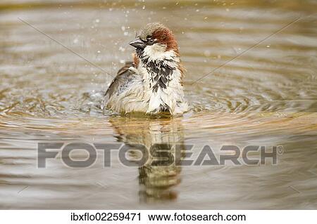 "House Sparrow (Passer domesticus), taking a bath, Limburg an der Lahn, Hesse, Germany, Europe" View Large Photo Image Stock Image - "House Sparrow (Passer domesticus), taking a bath, Limburg an der Lahn, Hesse, Germany, Europe". Fotosearch