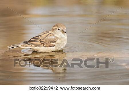 "House Sparrow (Passer domesticus), taking a bath, Limburg an der Lahn, Hesse, Germany, Europe" View Large Photo Image Stock Image - "House Sparrow (Passer domesticus), taking a bath, Limburg an der Lahn, Hesse, Germany, Europe". Fotosearch