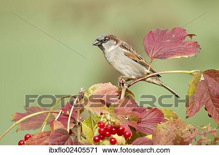 "House Sparrow (Passer domesticus), Limburg an der Lahn, Hesse, Germany, Europe" View Large Photo Image Stock Image - "House Sparrow (Passer domesticus), Limburg an der Lahn, Hesse, Germany, Europe". Fotosearch