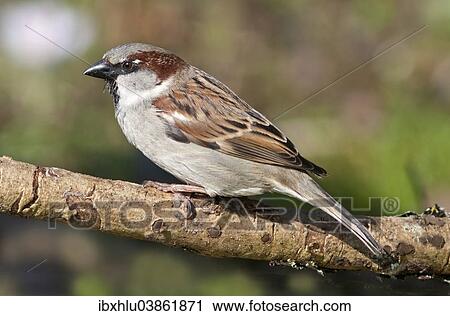 Stock Image - "House Sparrow (Passer domesticus), male, Baden-Wurttemberg, Germany, Europe". Fotosearch