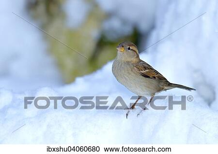 "House Sparrow (Passer domesticus), female, standing in snow, Switzerland, Europe" View Large Photo Image Stock Image - "House Sparrow (Passer domesticus), female, standing in snow, Switzerland, Europe". Fotosearch