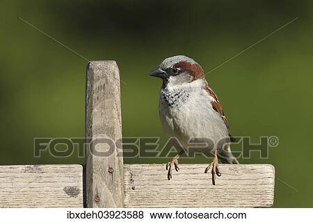 "House Sparrow (Passer domesticus), male, Allgau, Bavaria, Germany, Europe" View Large Photo Image Stock Photo - "House Sparrow (Passer domesticus), male, Allgau, Bavaria, Germany, Europe". Fotosearch