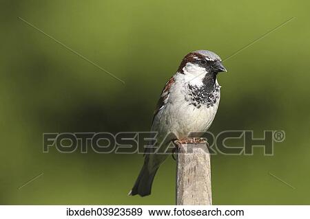 Stock Photo - "House Sparrow (Passer domesticus), male, Allgau, Bavaria, Germany, Europe". Fotosearch