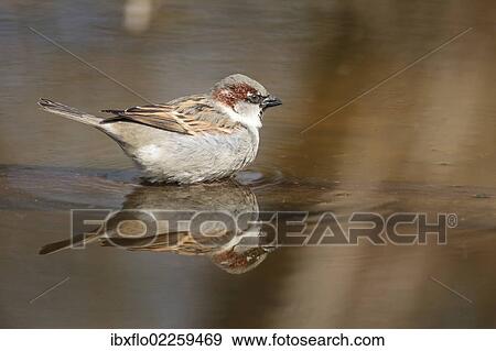 "House Sparrow (Passer domesticus), taking a bath, Limburg an der Lahn, Hesse, Germany, Europe" View Large Photo Image Stock Photo - "House Sparrow (Passer domesticus), taking a bath, Limburg an der Lahn, Hesse, Germany, Europe". Fotosearch