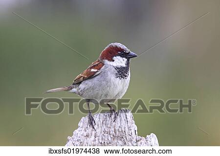 Stock Photo - "House sparrow (Passer domesticus), male sitting on a garden fence". Fotosearch
