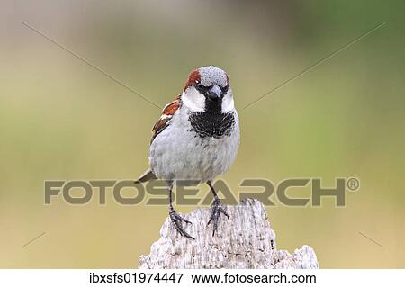 Stock Photo - "House sparrow (Passer domesticus), male sitting on a garden fence". Fotosearch