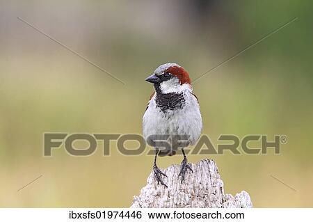 Stock Photograph - "House sparrow (Passer domesticus), male sitting on a garden fence". Fotosearch