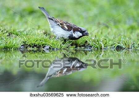 Stock Photography - "House Sparrow (Passer domesticus), drinking water, Bulgaria, Europe". Fotosearch