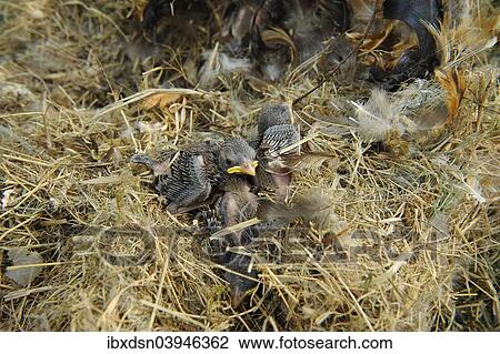 "House Sparrows (Passer domesticus), young birds, 9-14 days in a nest, Germany, Europe" View Large Photo Image Stock Image - "House Sparrows (Passer domesticus), young birds, 9-14 days in a nest, Germany, Europe". Fotosearch