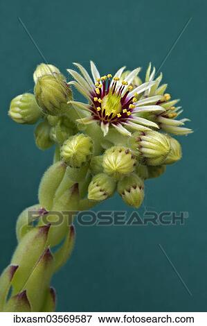 Stock Photo - "Houseleek (Sempervivum grandiflorum), flowering". Fotosearch