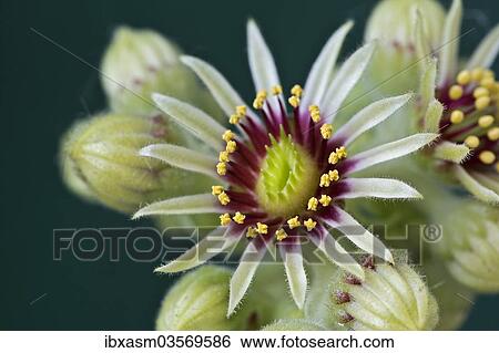 "Houseleek (Sempervivum grandiflorum), flowering" View Large Photo Image Stock Photograph - "Houseleek (Sempervivum grandiflorum), flowering". Fotosearch