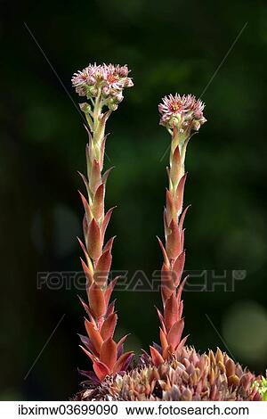 "Houseleek (Sempervivum tectorum, Sedum tectorum), flower, Stuttgart, Baden-Wurttemberg, Germany, Europe" View Large Photo Image Stock Image - "Houseleek (Sempervivum tectorum, Sedum tectorum), flower, Stuttgart, Baden-Wurttemberg, Germany, Europe". Fotosearch