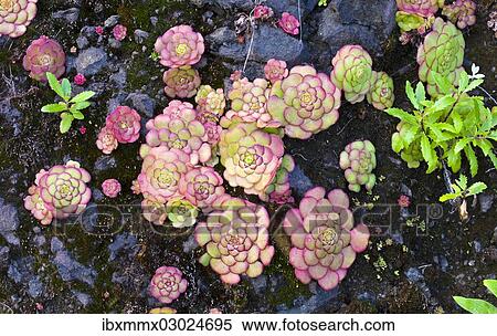 "Houseleeks, Liveforever or Hen and Chicks (Sempervivum), Madeira, Sao Vicente, Funchal, Madeira, Portugal, Europe" View Large Photo Image Stock Photography - "Houseleeks, Liveforever or Hen and Chicks (Sempervivum), Madeira, Sao Vicente, Funchal, Madeira, Portugal, Europe". Fotosearch